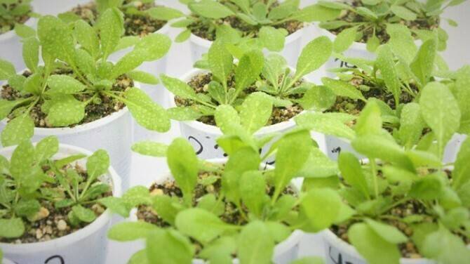 twit de fitó|Fito-Twit